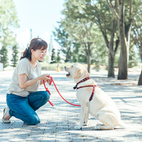 ペットのケアに